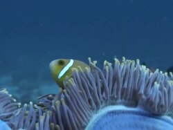 Purple Anemone (order Actiniaria) and clown fish (Amphiprion sp.), Maldives Stock Footage