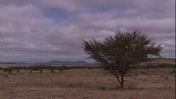 Huge fluffy clouds gather over the African savanna. Stock Footage