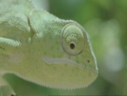 CU Flapnecked Chameleon, Chamaeleo dilepis, on branch searching with eyes, Botswana, Africa Stock Footage