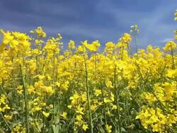 Rape Field in Spring (Loopable) Stock Footage