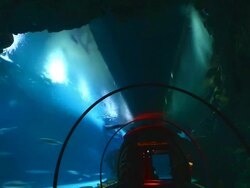 TIME LAPSE: Shark Reef Aquarium At Mandalay Bay Time Lapses Stock Footage