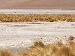 LS PAN Shot of Vicunia, Vicugna walking in high Andes desert / San Pedro de Atacama, Norte Grande, Chile Stock Footage