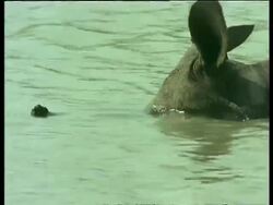 CU Greater One-horned Rhinoceros raises submerged head from water, India Stock Footage
