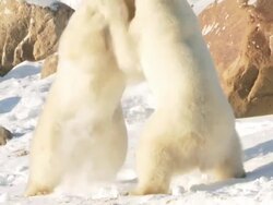  MS TU TD Two polar bears play fighting in snow / Churchill, Manitoba, Canada  Stock Footage