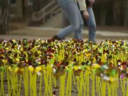 MS R/F Students putting toy windmill in ground amongst thousands of others on campus / Toronto, Ontario, Canada   Stock Footage