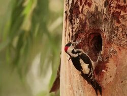 Syrian Woodpecker (Dendrocopos syriacus) feeding chicks in the nest Stock Footage