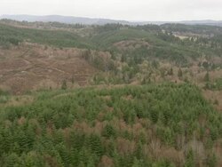 WS AERIAL View of pine trees on hills / Oregon, United States Stock Footage