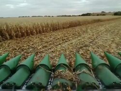 POV combine turns around and starts down eight rows in a cornfield, harvesting corn. Stock Footage