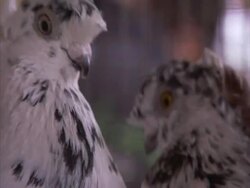 Pull focus from one speckled black and white pigeon (family Columbidae) to another, facing each other in a cage, Cairo, Egypt (sound available) Stock Footage