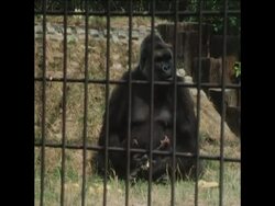 SYND 26 7 76 NEW BABY GORILLA AT LONDON ZOO Instructional Video