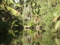 MS TU Shot of reflection of coconut trees in water / oahu, hawaii, united states Stock Footage