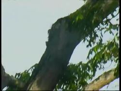 Iguana on a tree in the forest, Panama, Central America Stock Footage