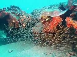 MS Shot of Various fish swimming around reef covered with coral and sponge including napper and hogfish / Sodwana Bay, KwaZulu Natal, South Africa Stock Footage