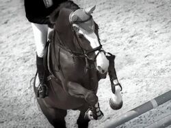 HD Super Slow-Mo: Professional Show Jumping Stock Footage