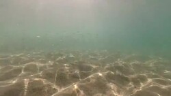 underwater life Stock Footage