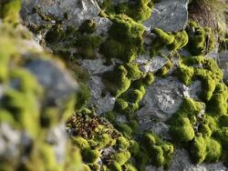  MS R /F View of moss covering rock  /  Kastel-Staadt, Rhineland-Palatinate, Germany Stock Footage
