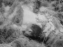 Koreans migrate during the Korean War Stock Footage