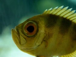 Floating perch Stock Footage
