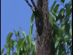 MS Oropendola leaving nest, Amazon, South America Stock Footage