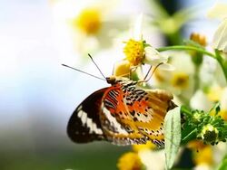 butterfly Stock Footage