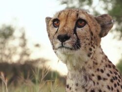 CU Cheetah looking and searching around in grassy field / Ongava, Kunene, Namibia Stock Footage