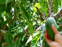picking mango Stock Footage