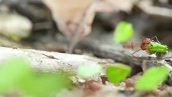 Fire ants carry green leaves for the nest Stock Footage