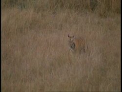 WA Royal Bengal Tiger, Panthera tigris tigris, cub walking through grass to mother at pool, Bandhavgarh National Park, India Stock Footage