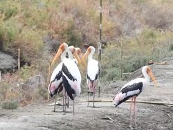 Painted Storks Stock Footage