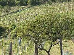 CLEAN: The rebirth of Hungary's wine of kings News Clip