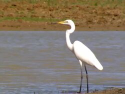 CU Bird on riverbank and taking off / Boulia, Queensland, Australia Stock Footage