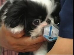 A nursing home for aged dogs News Clip