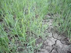 Drought on Wheat Field Stock Footage
