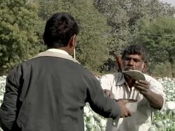 MS Men working in the poppy plantation / Rajasthan, India Stock Footage