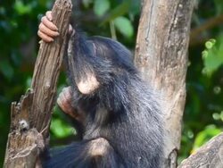 Chimpanzee baby Stock Footage