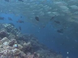 Huge Shoal of Fish Stock Footage