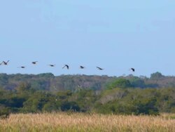 Ducks Flying in Slow Motion Stock Footage