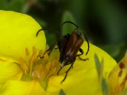 NTSC: Mating beetles Stock Footage