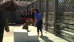 Blind and elderly sea mammals train the carers of tomorrow Instructional Video