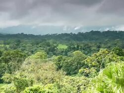 WS T/L View of jungle in morning mist in arenal area / La Fortuna, Alajuela, Costa Rica Stock Footage