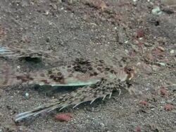 Flying gurnard (Dactylopterus volitans) on a sandy seabed. Filmed in the Lembeh Strait, Sulawesi, Indonesia Stock Footage