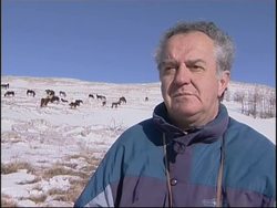 Wild horses thrive on the hills of southern Bosnia News Clip