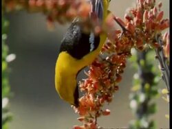 CU Hooded oriole, Icterus cucullatus perched feeding on Ocotillo cactus, Fouquieria splendens, flies off, USA Stock Footage