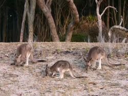 Grazing Kangaroos Stock Footage