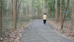 Seniors walking In Park Stock Footage