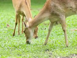 deer grazing on green grass field Stock Footage