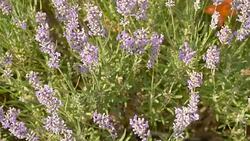 bees on the flowers of lavender Stock Footage