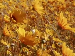 MS Shot of Field of orange Namaqualand daisies blowing in the wind / Namaqualand, Northern Cape, South Africa Stock Footage