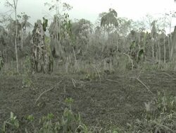 Vegetation severely damaged by heavy volcanic ash fall from Merapi volcano; Indonesia. 7 November 2010 / AUDIO Stock Footage