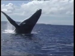 MS Humpback Whale, Megaptera novaeangliae, with full body breaching above the water, Tonga Stock Footage